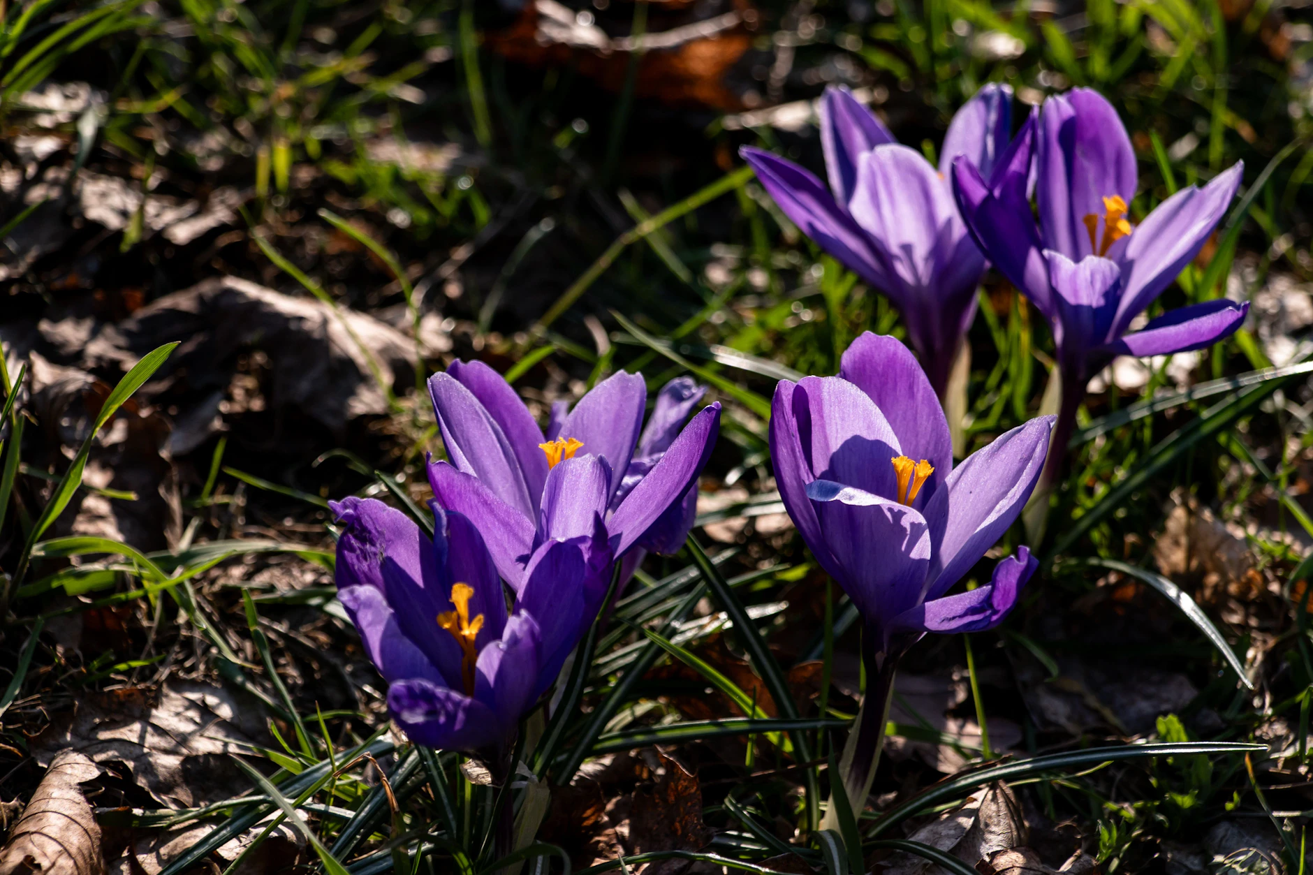 Schönes Frühlingswetter oder weiter nervige Kälte? Die Prognosen zum bevorstehenden Osterfest fallen recht unterschiedlich aus.