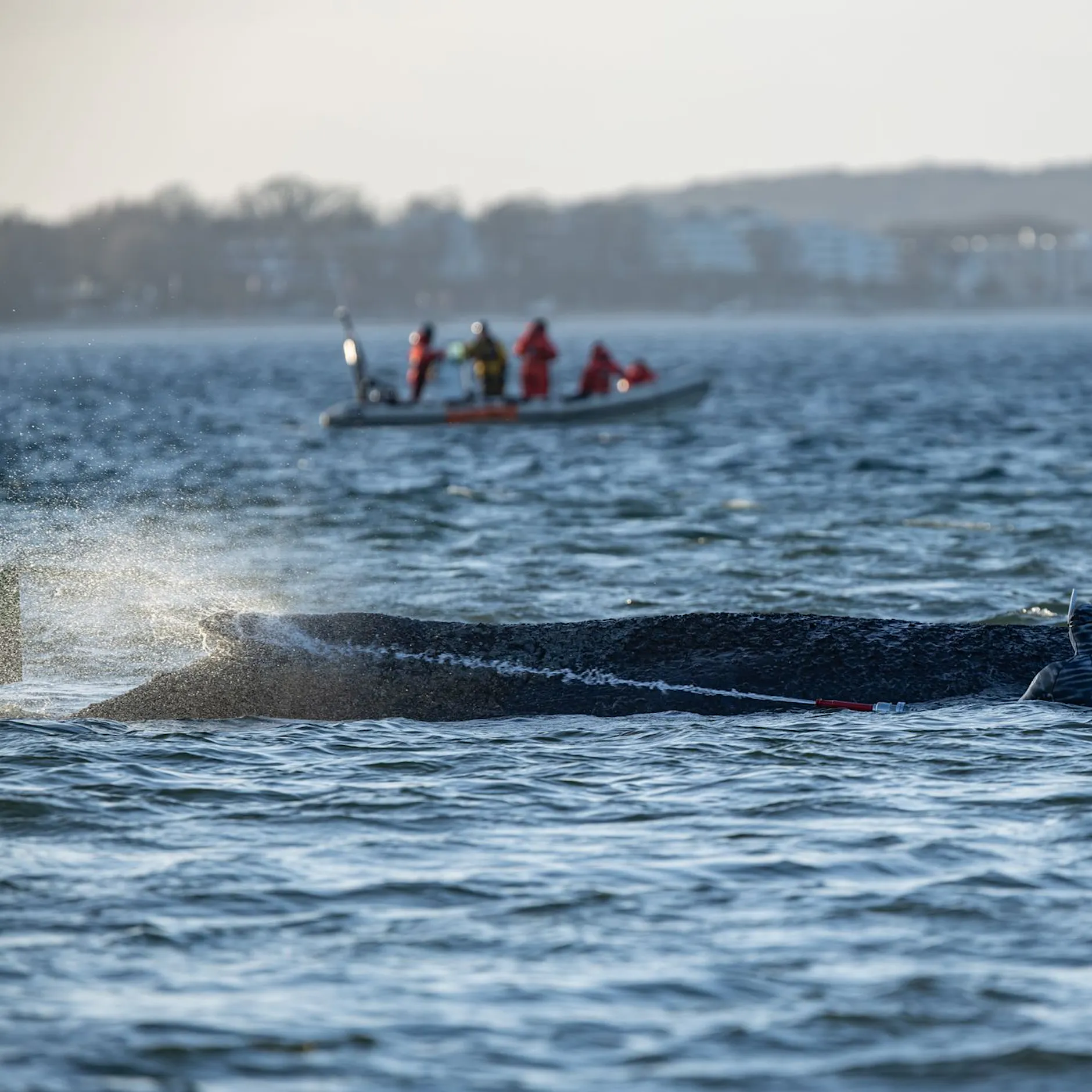Hoffnung auf Rettung schwindet: Kann der Wal in der Ostsee explodieren?