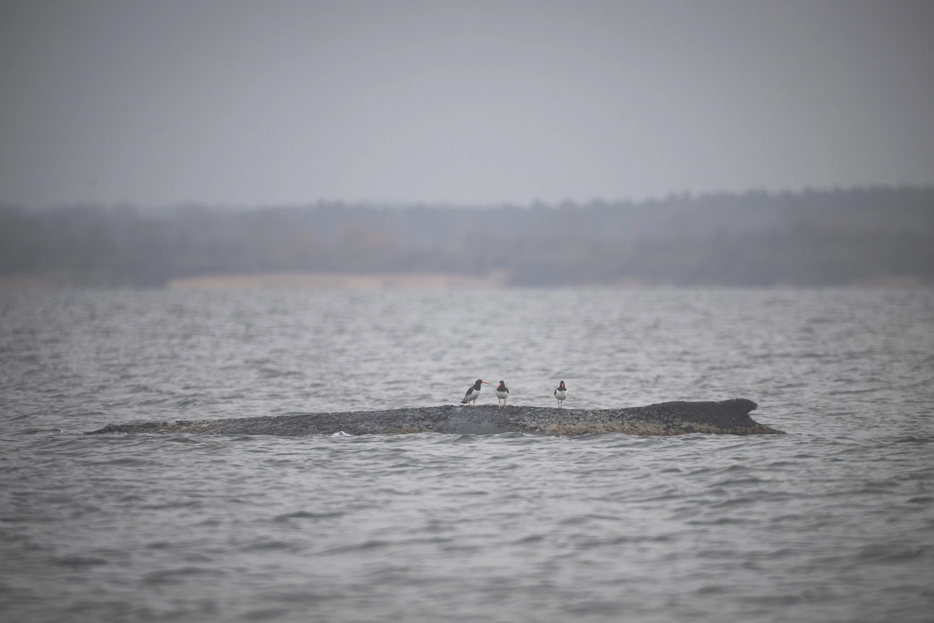 Nach seiner zwischenzeitlichen Befreiung von einer Sandbank liegt der Buckelwal am Morgen noch immer in der Wismarbucht.