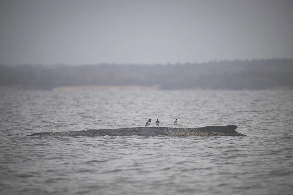 Nach seiner zwischenzeitlichen Befreiung von einer Sandbank liegt der Buckelwal am Morgen noch immer in der Wismarbucht.