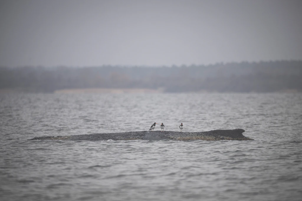 Drama in der Ostsee: Buckelwal wohl zum dritten Mal gestrandet