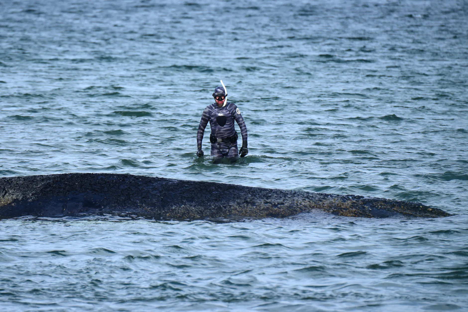 Robert Marc Lehmann, Biologe, untersucht den gestrandeten Wal in der Ostsee.