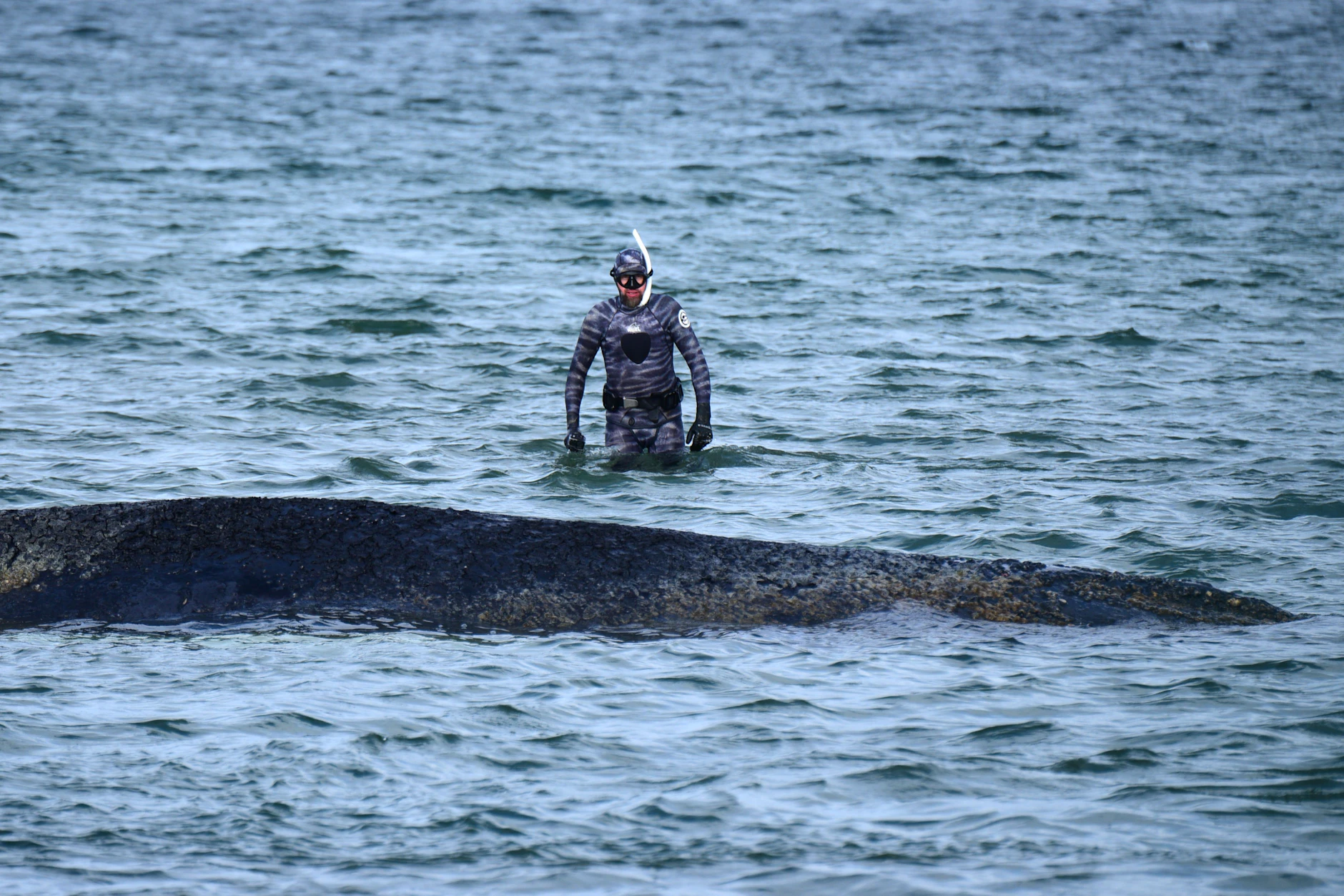 Robert Marc Lehmann, Biologe, untersucht den gestrandeten Wal in der Ostsee.