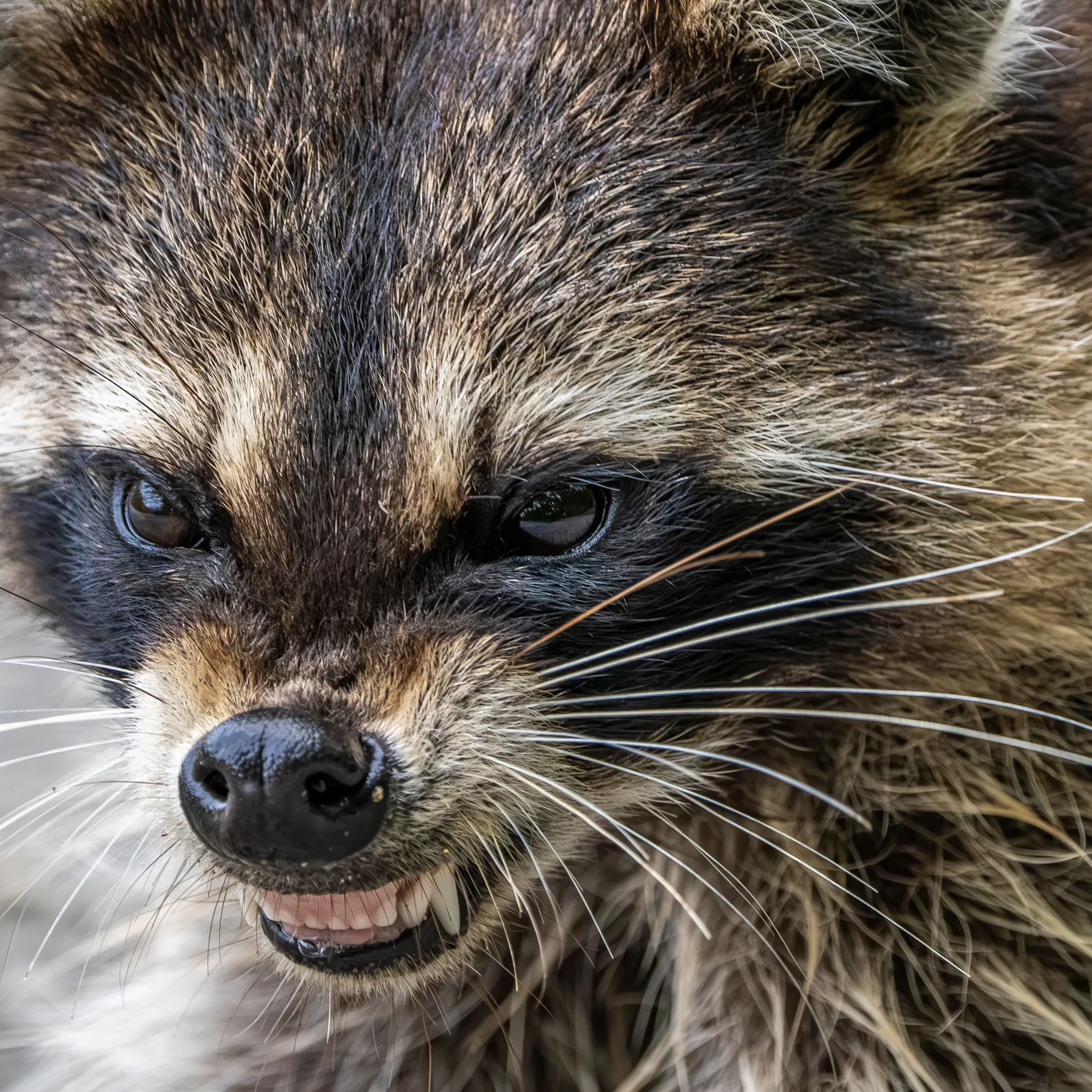 Image - Mensch gegen Tier: Wer im Berliner Asphalt-Dschungel wirklich gewinnt