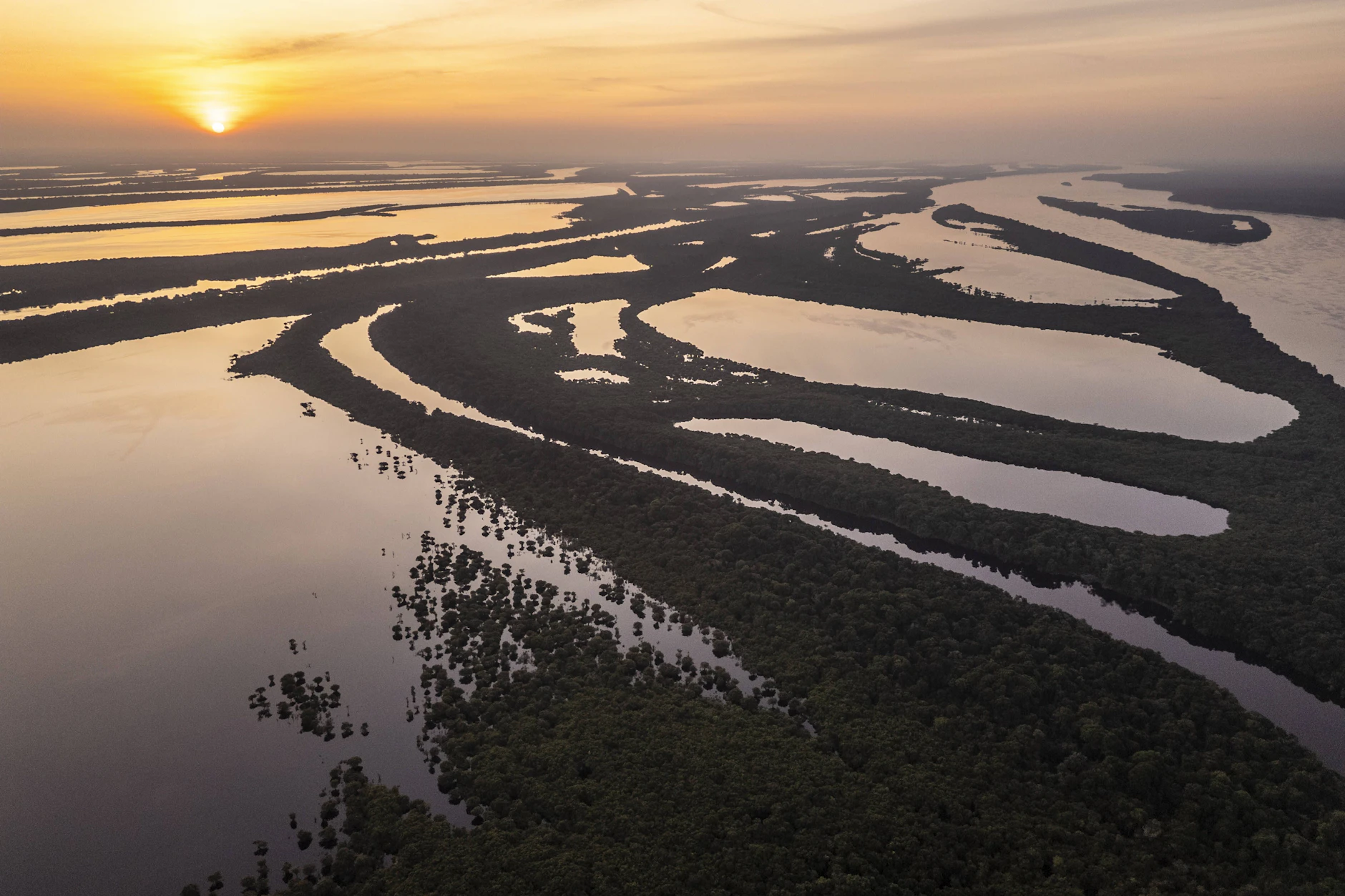 Flussarme im Amazonas: Wanderfische wie der Dorado-Wels sind auf durchgängige Flüsse angewiesen.