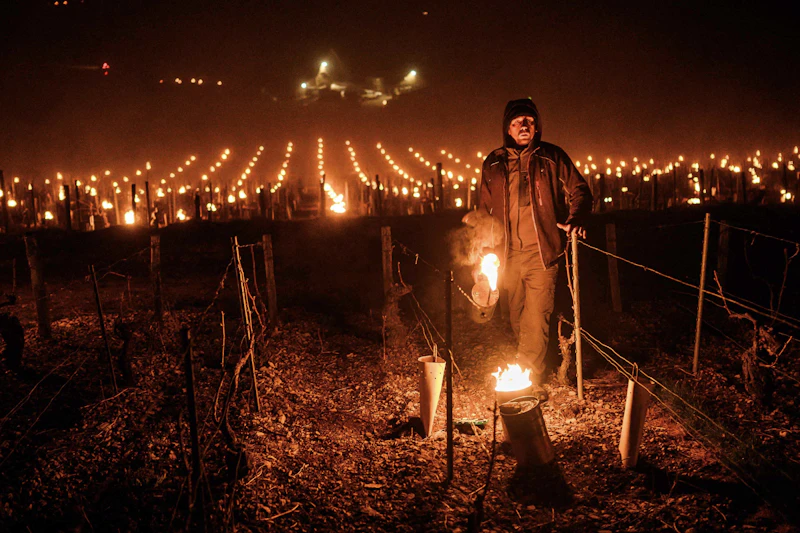Regen und Extremwetter bremsen die deutsche Weinproduktion weiter aus