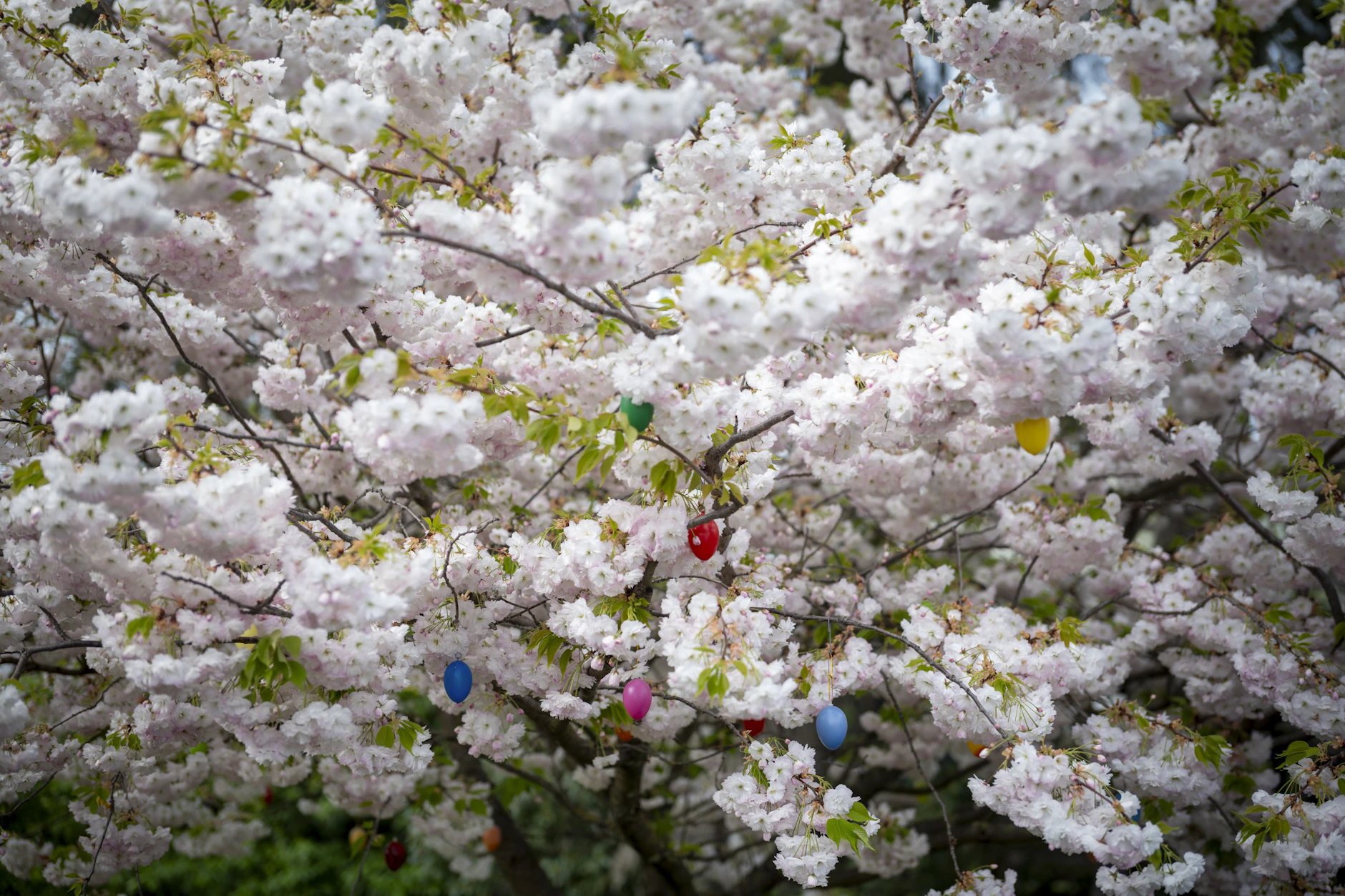 Österlich geschmückt: ein japanischer Kirschbaum in&nbsp; einem Vorgarten in Marzahn