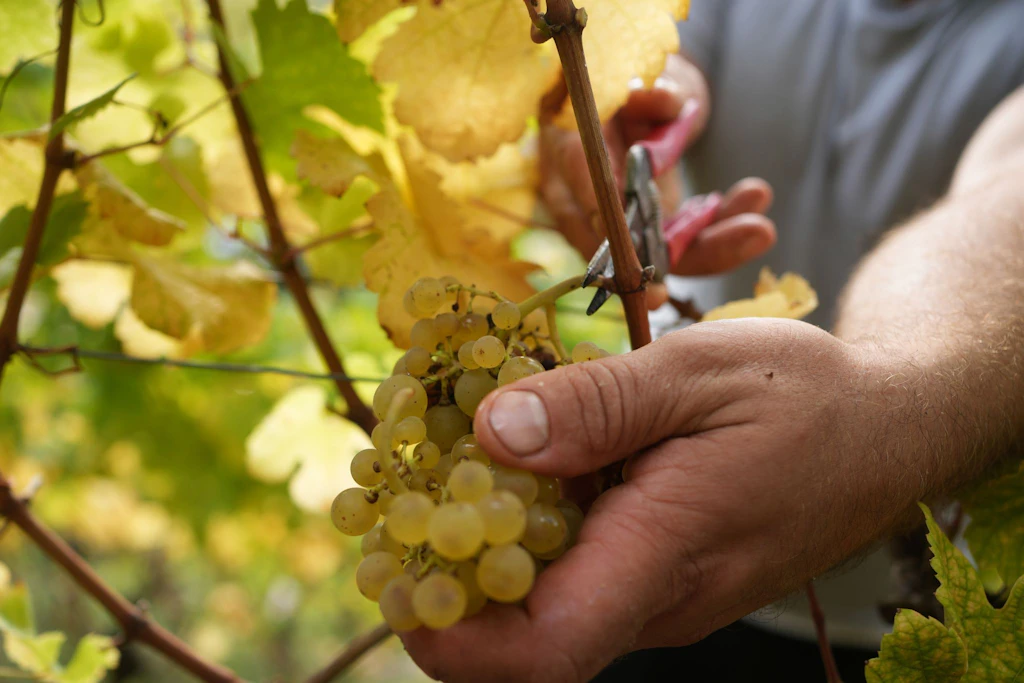 Federal İstatistik Ofisi: Almanya'dan daha az şarap