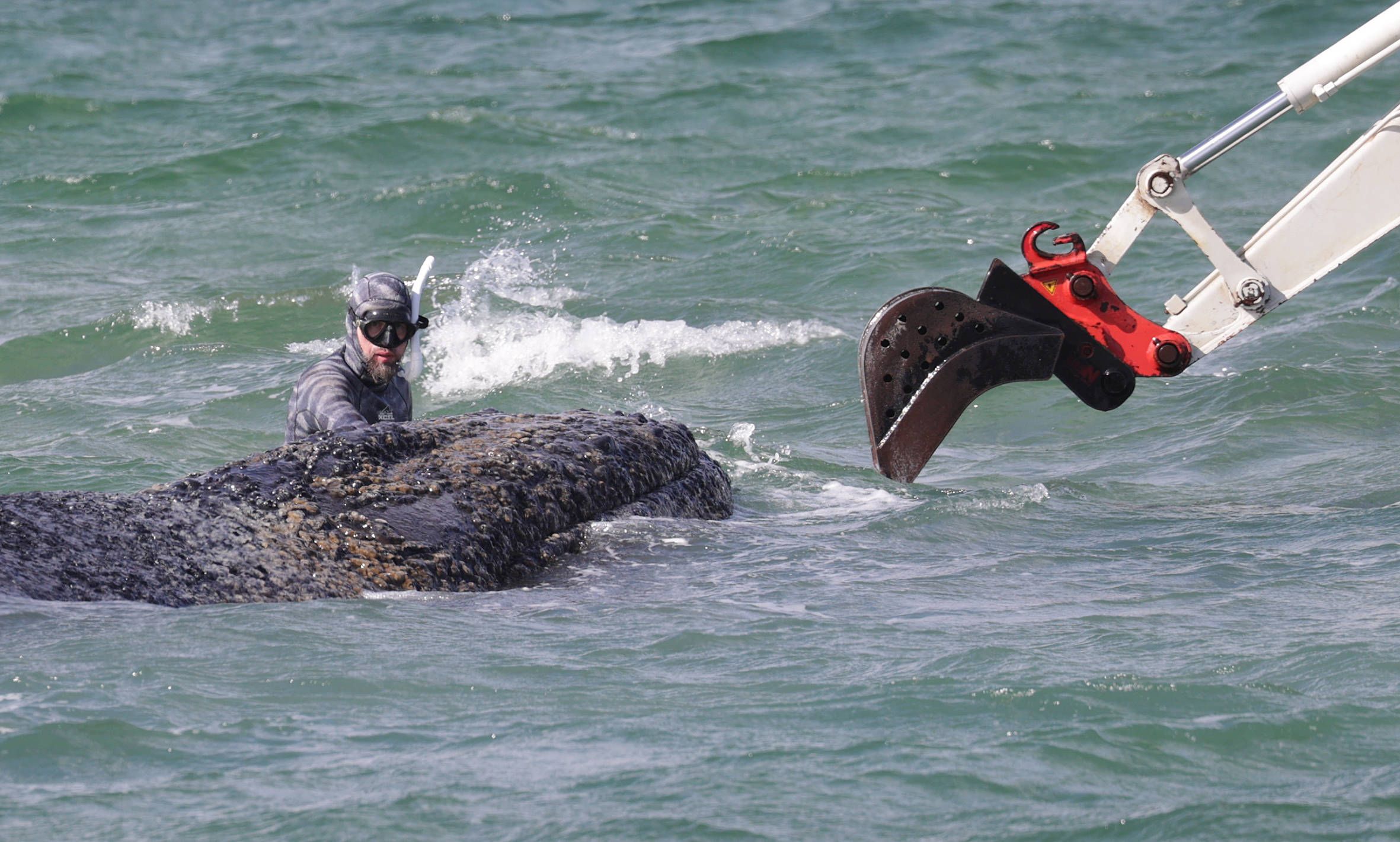 Odyssee in der Ostsee: Wir müssen uns den Buckelwal Timmy als glückliches Tier vorstellen