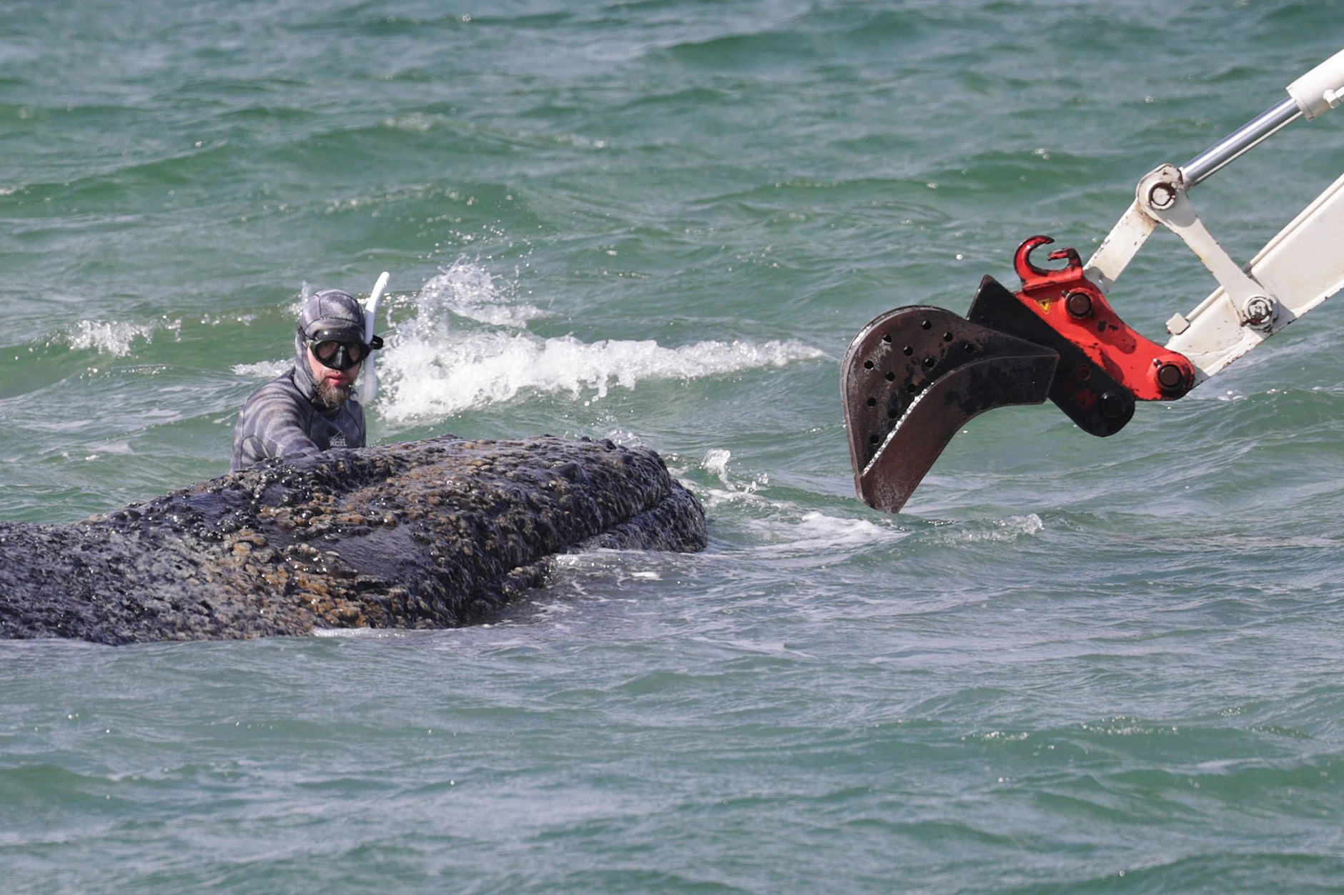 Der Buckelwal Timmy ist der Sisyphos der Gegenwart.