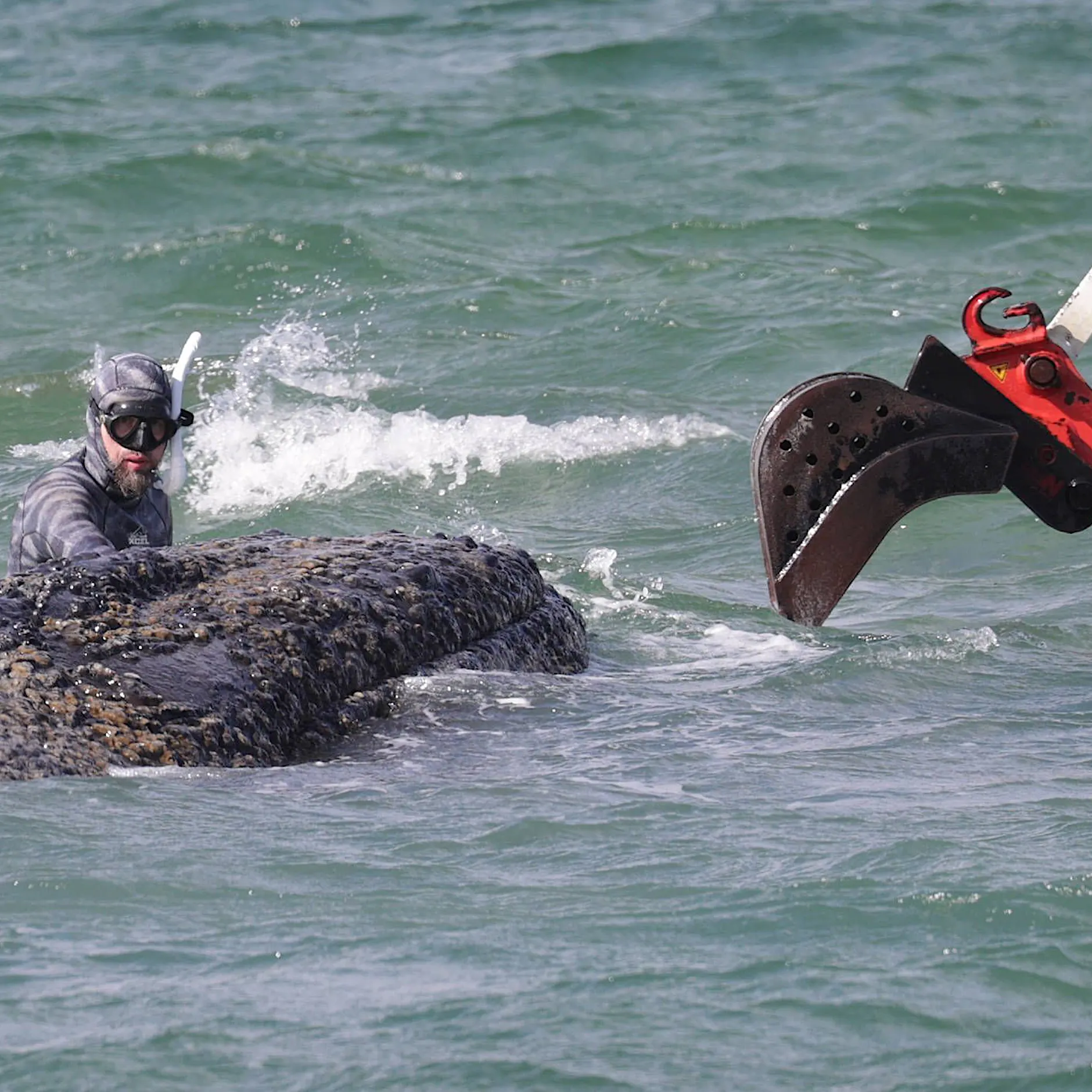 Odyssee in der Ostsee: Wir müssen uns den Buckelwal Timmy als glückliches Tier vorstellen