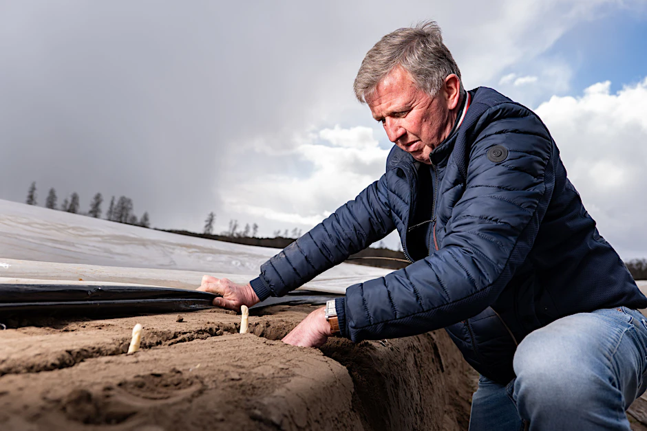 Glück gehabt: Spargelbauer Jürgen Jakobs findet an diesem kalten Tag tatsächlich erntereife Spargelstangen.