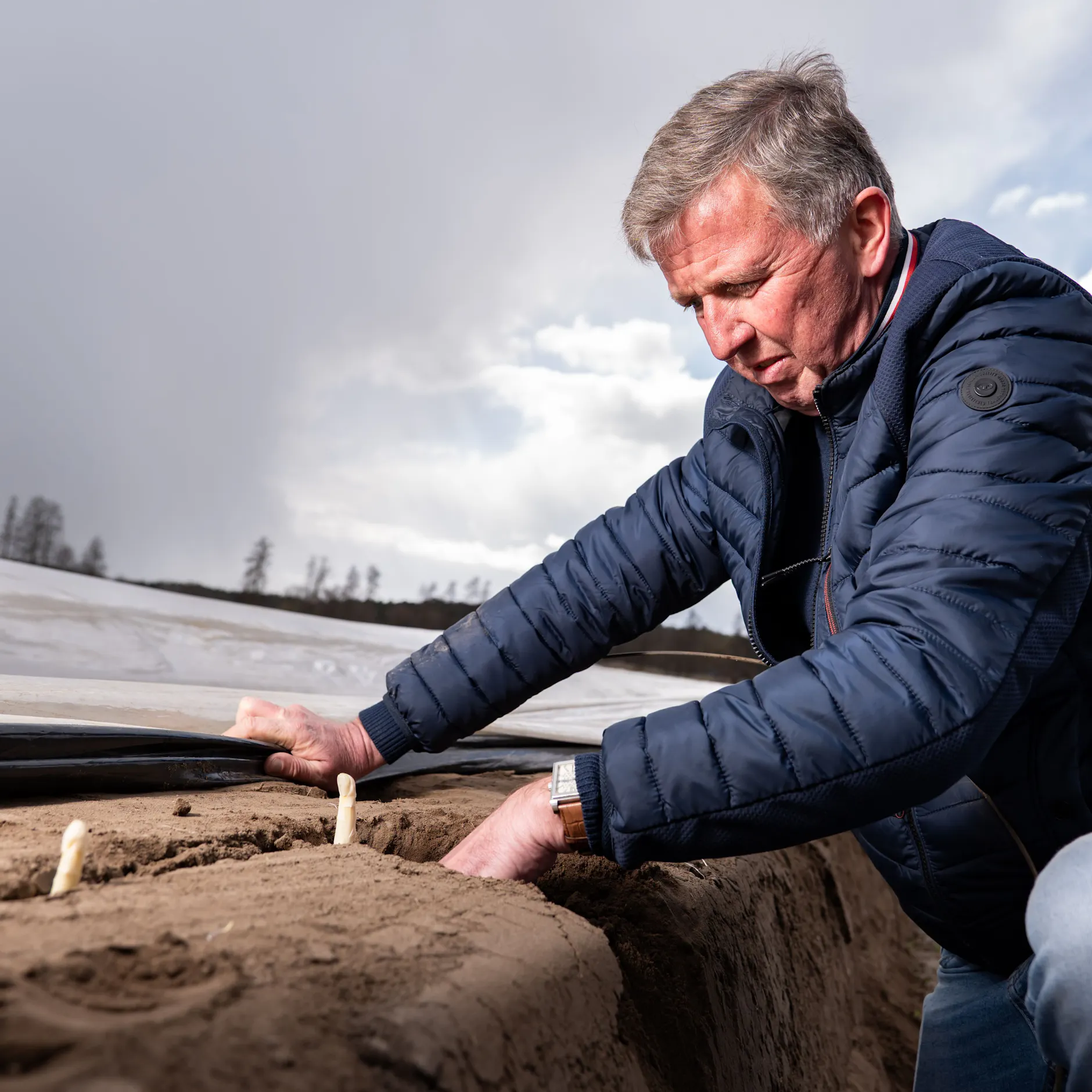 Image - Ist der Spargelstart in Gefahr? Wetter und Spritpreise bremsen Ernte