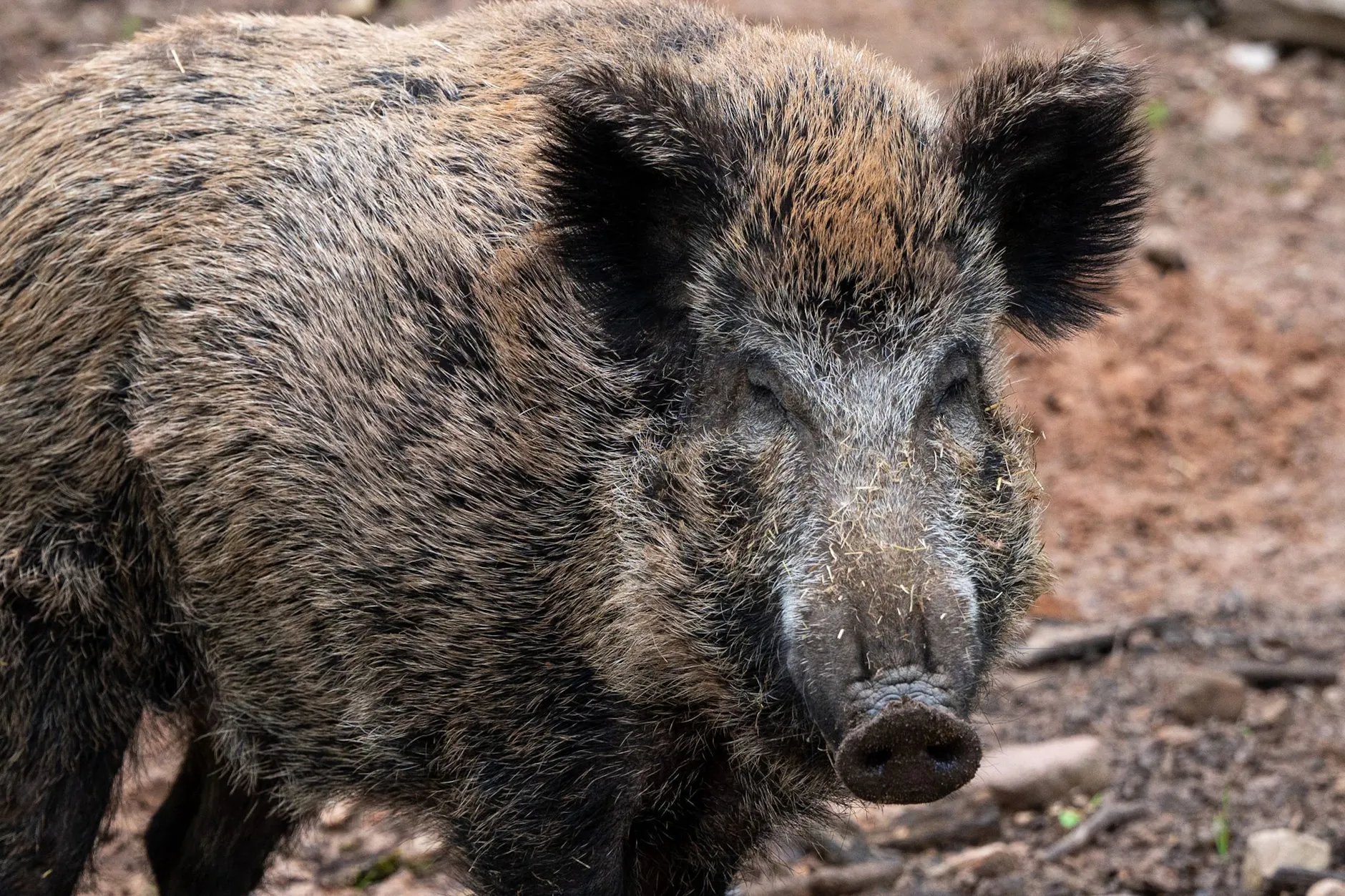 Wildschweine in der Stadt: In Berlin kommt es immer wieder zu Begegnungen mit den Tieren.