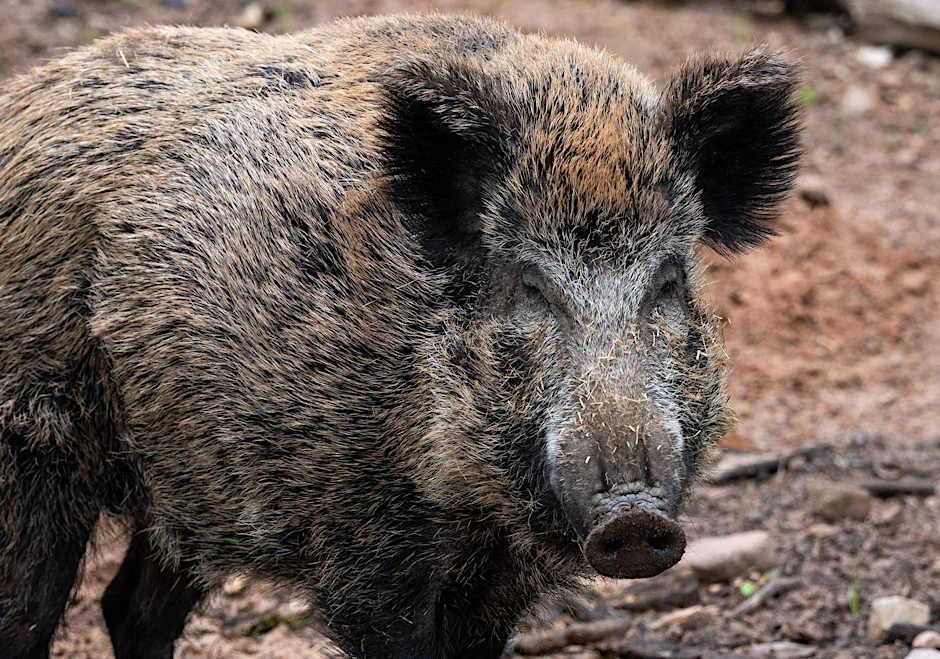 Wildschweine in der Stadt: In Berlin kommt es immer wieder zu Begegnungen mit den Tieren.