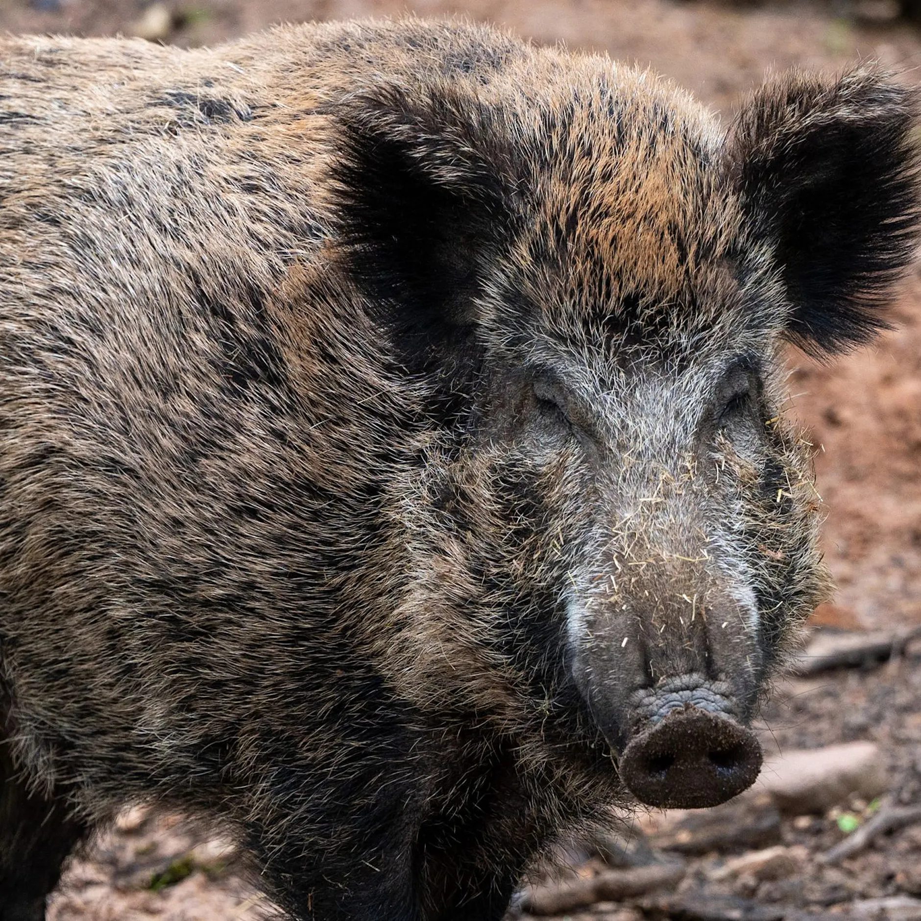 Neue Idee aus Polen: Vertreiben bald Roboter Berlins Wildschweine?