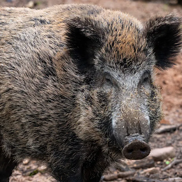Neue Idee aus Polen: Vertreiben bald Roboter Berlins Wildschweine?