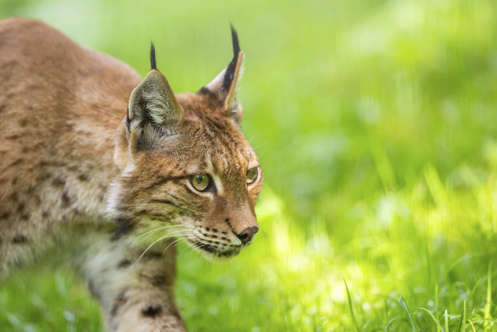Mansfeld-Südharz: 27 Schafe vom Luchs gerissen