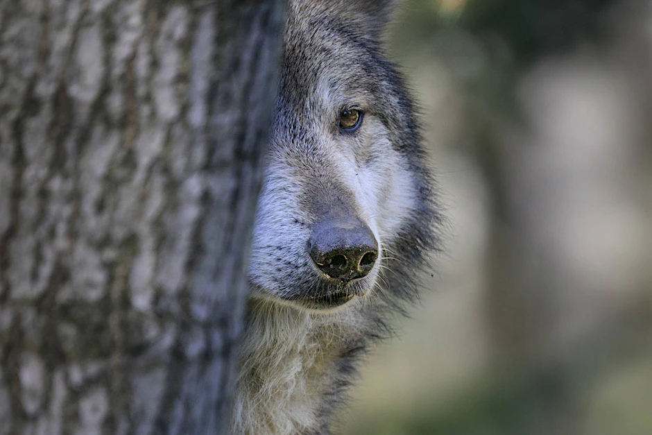 In Sachsen-Anhalt unterliegt künftig auch der Wolf dem Jagdrecht.