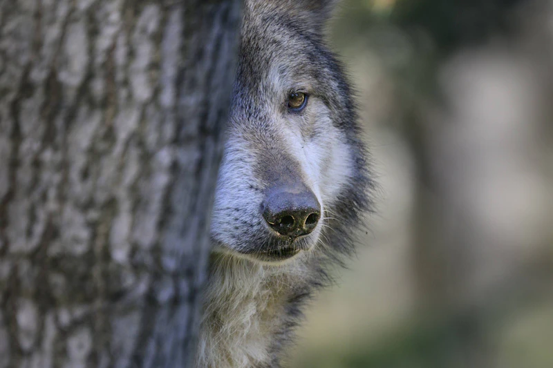 Sachsen-Anhalt nimmt den Wolf ins Jagdrecht auf