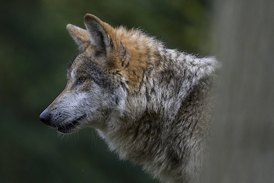 Der Wolf ist dem Mensch ein Wolf: Dabei interessiert er sich eher für seine Verwandten.