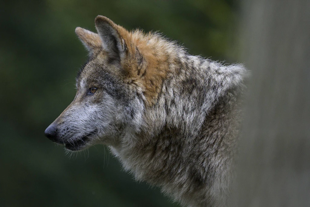 Wolf beißt Frau in Hamburg – wie wahrscheinlich ist das in Sachsen?