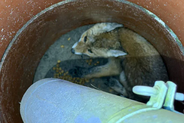 Zwei Fuchsjungen sind in einen Schacht in Spandau gefallen. Die Polizei Berlin rettete die Tiere.