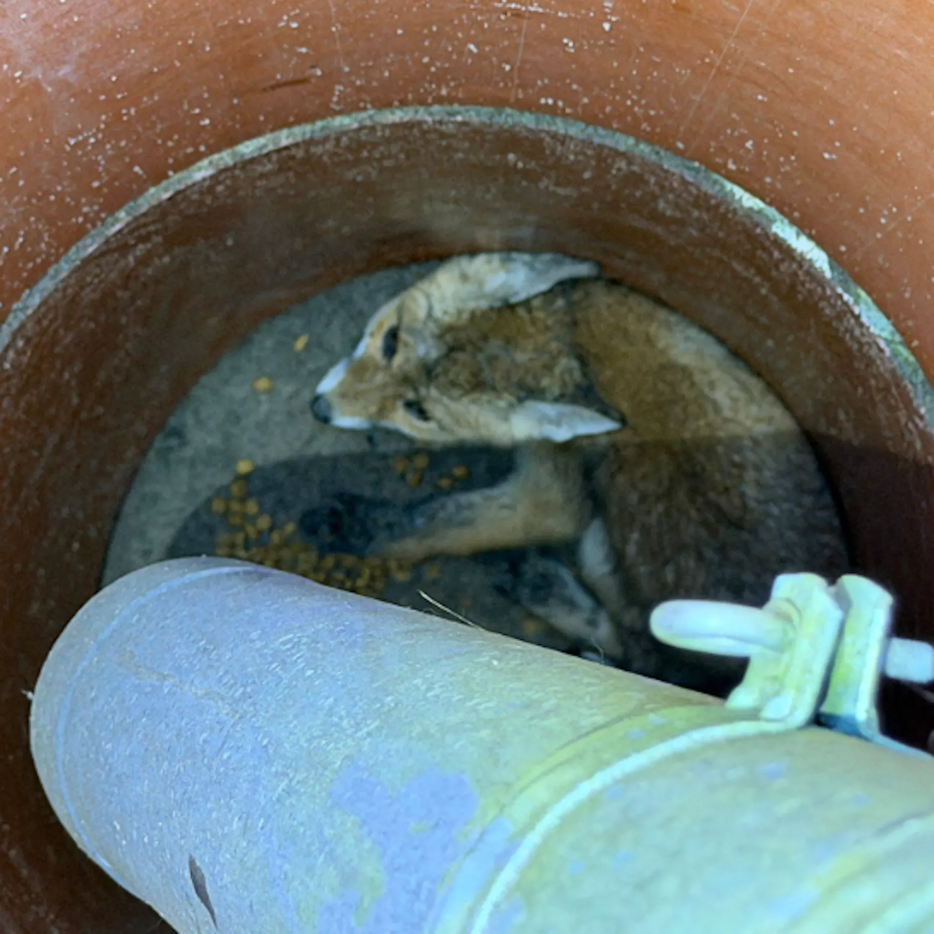 Fuchsbabys aus Rohr gerettet: Polizei verhindert Tier-Drama