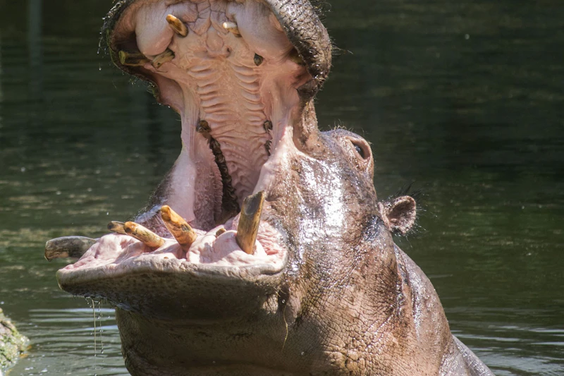 Kathi – die tierische Oma vom Berliner Zoo ist tot