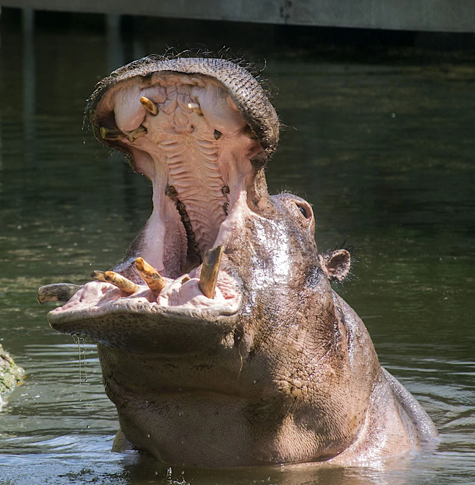 Flusspferd Kathi war eines der ältesten Säugetiere im Zoo Berlin.
