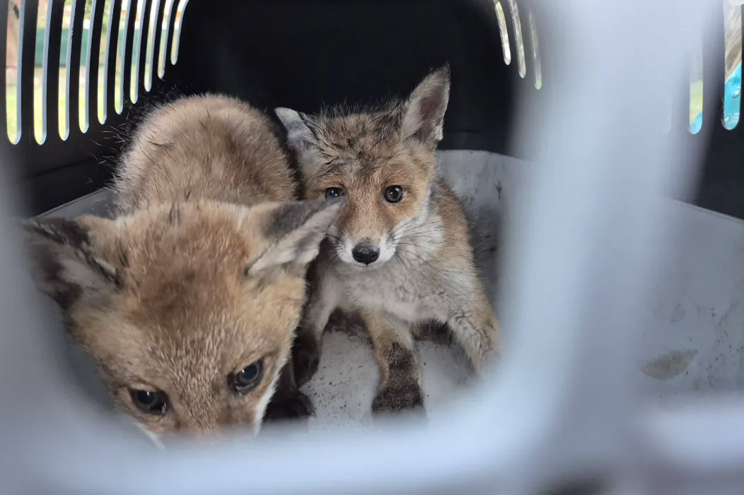Diese zwei Fuchsbabys wurden am Montag aus einem Regenschacht gerettet.