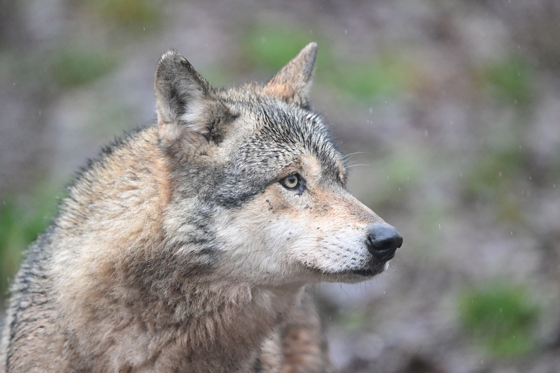Ein Wolf in einem Gehege in Baden-Württemberg. Einer seiner Artgenossen hat sich bis nach Hamburg-Altona verirrt.