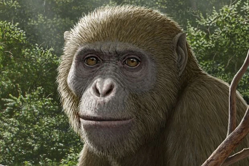 18 Millionen Jahre alter Urahn des Menschen: Aufregender Fund in Ägypten