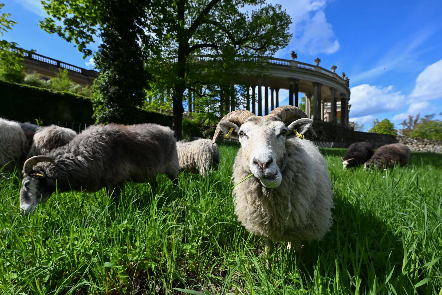 Natürliche Landschaftspflege im Welterbe: Eine Herde von Guteschafen weidet vor der Kulisse der historischen Kolonnade im Park Sanssouci in Potsdam.