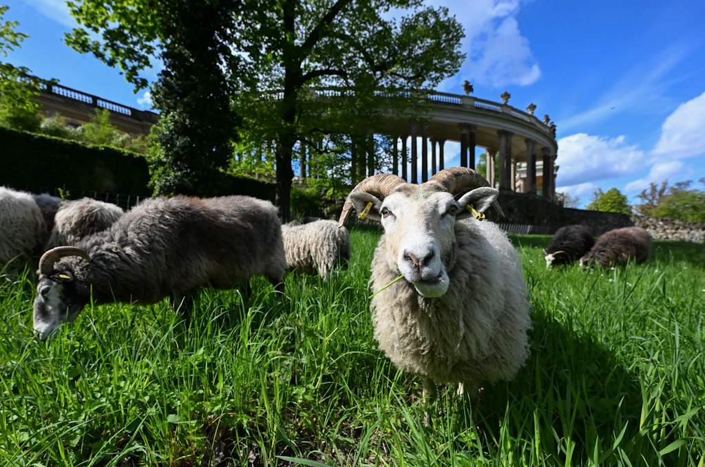 Sanssouci Parkı çevre dostu bir şekilde bu şekilde korunuyor