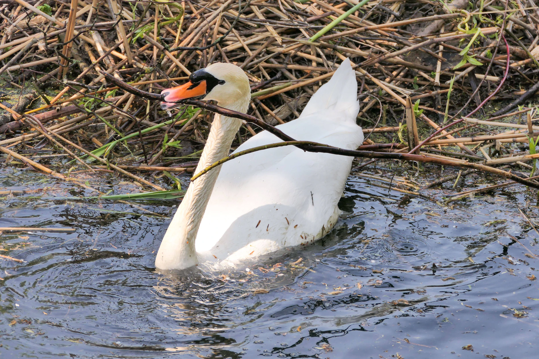 Ein Berliner Schwan in seiner natürlichen Umgebung. Seine Artgenossen mischten Kreuzberg auf.