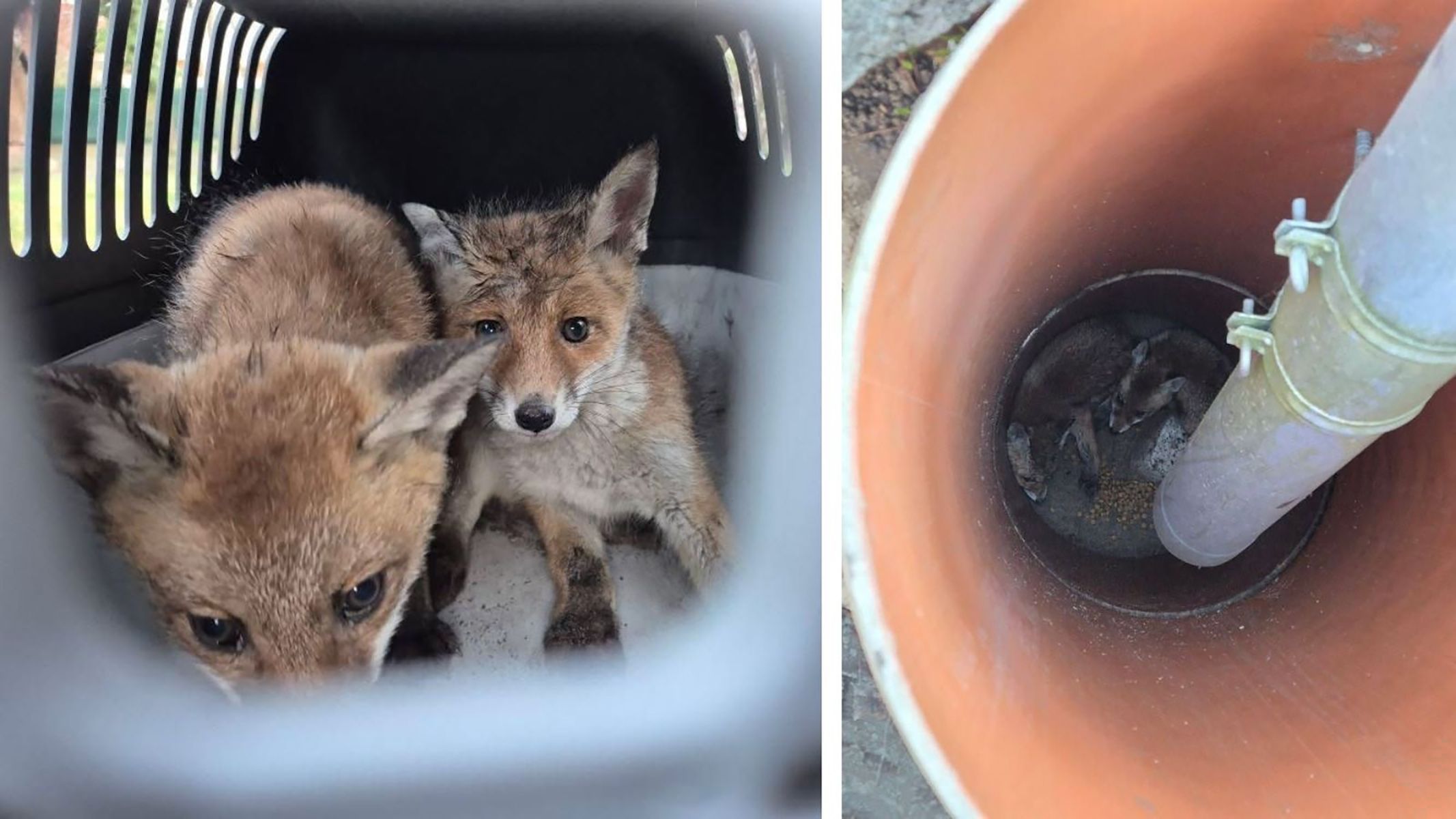 Rettung aus Regenrohr: Was wird aus den Spandauer Fuchsbabys?