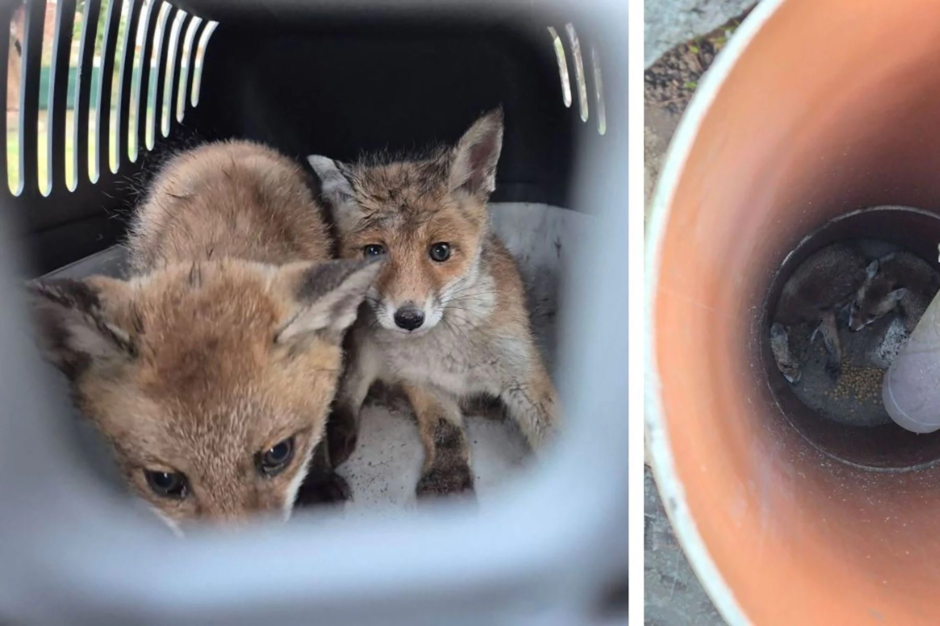 Rettung aus Regenrohr: Was wird aus den Spandauer Fuchsbabys?