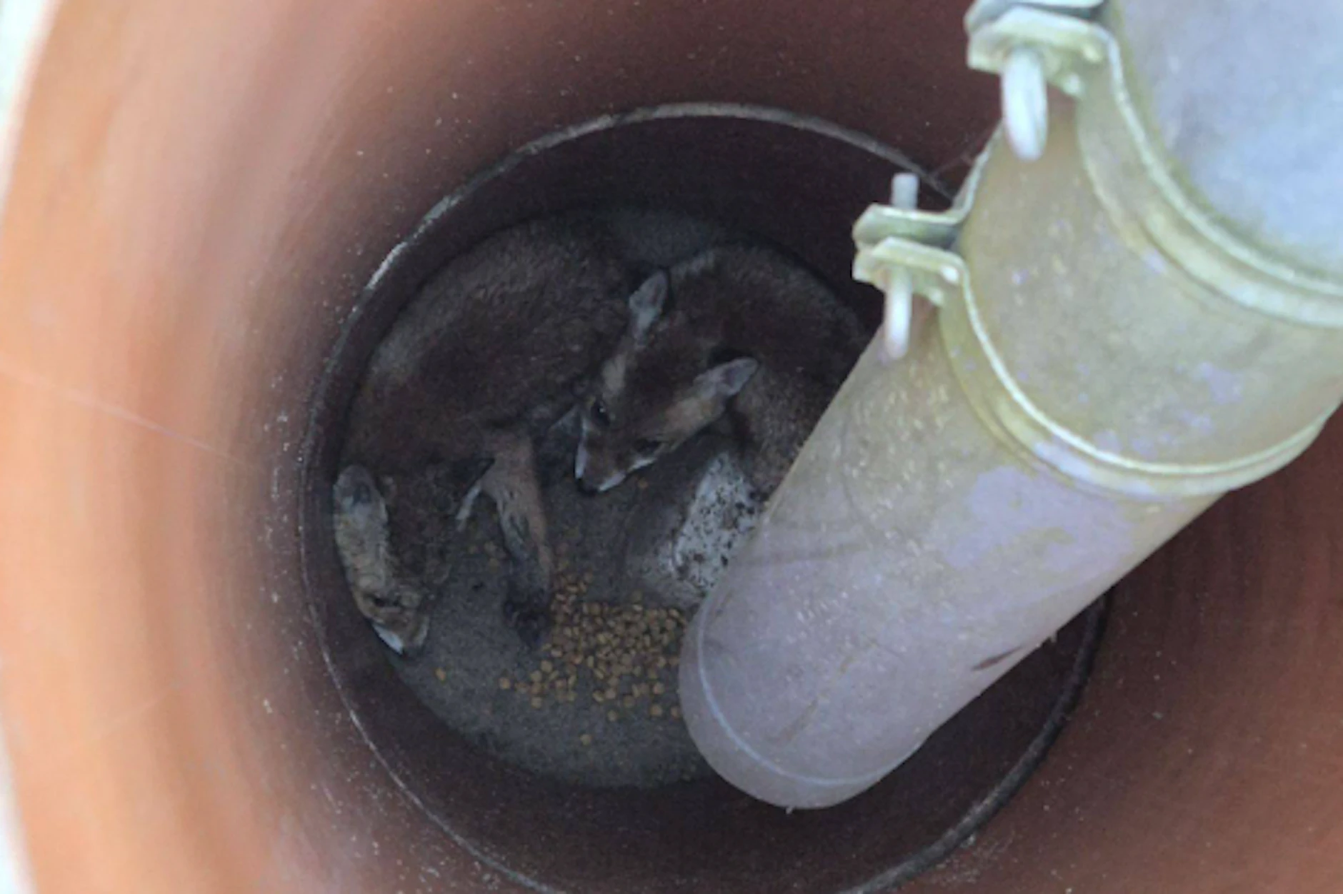 Die unterkühlten und dehydrierten Fuchswelpen lagen zusammengekauert im Schacht.