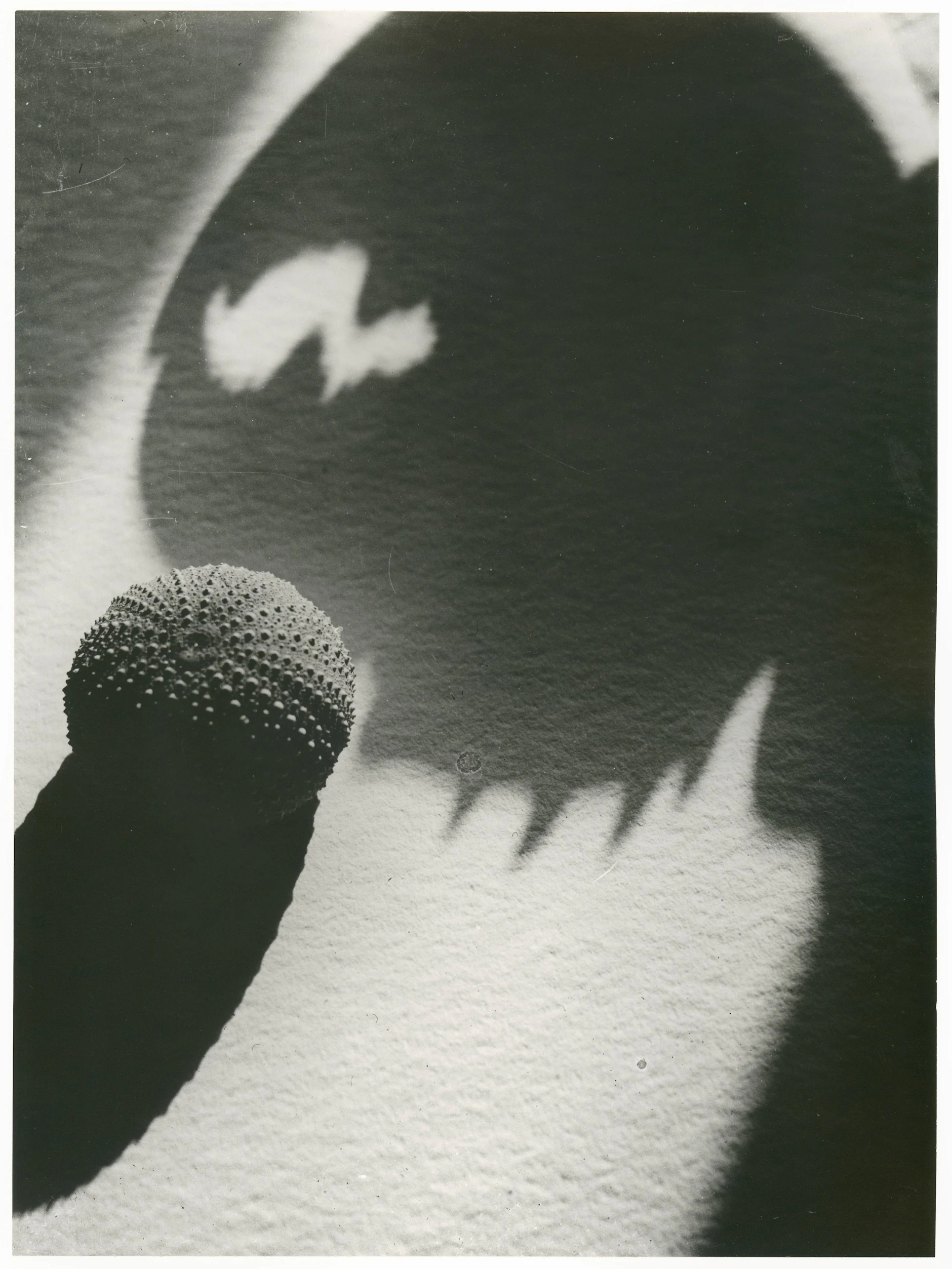 Lotte Collein: „Seeigel und Schatten einer Krebsschere“, 1928