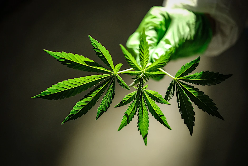 Die Regulierung des Konsums von Cannabis sorgt weiterhin für politische Diskussionen.