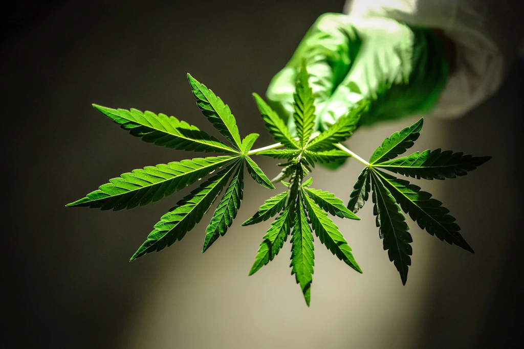 Evaluation der Cannabis-Legalisierung: Kein Konsumanstieg, doch Regierung sieht Handlungsbedarf