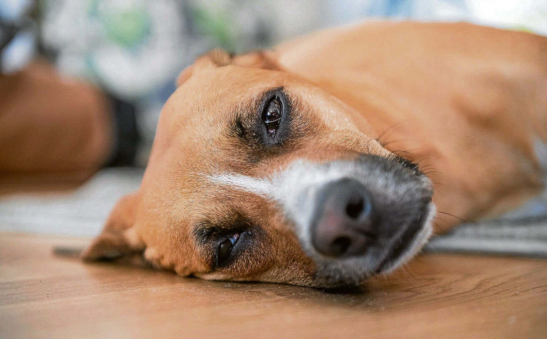 Hundehalter in Neukölln schlagen Alarm: „Hunde mit Heroin vergiftet!“