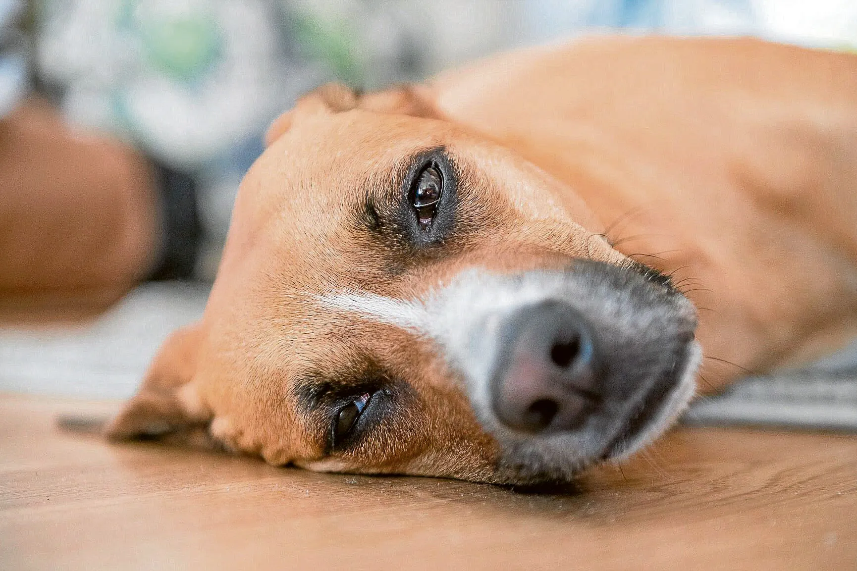 Bei Verdacht auf Vergiftung zählt für den Hund jede Minute.