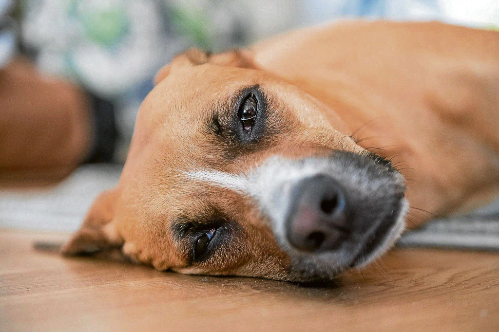 Hundehalter in Neukölln schlagen Alarm: „Hunde mit Heroin vergiftet!“