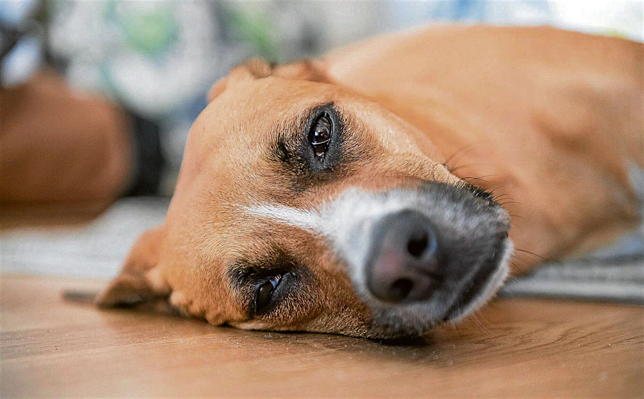 Bei Verdacht auf Vergiftung zählt für den Hund jede Minute.