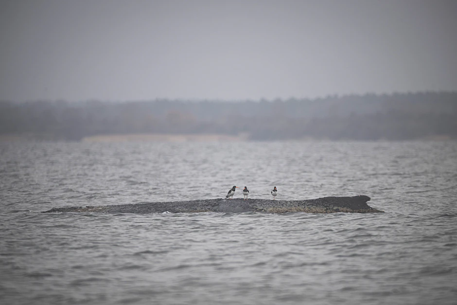 Der vor der Ostseeküste gestrandete Wal kann nicht mehr gerettet werden.