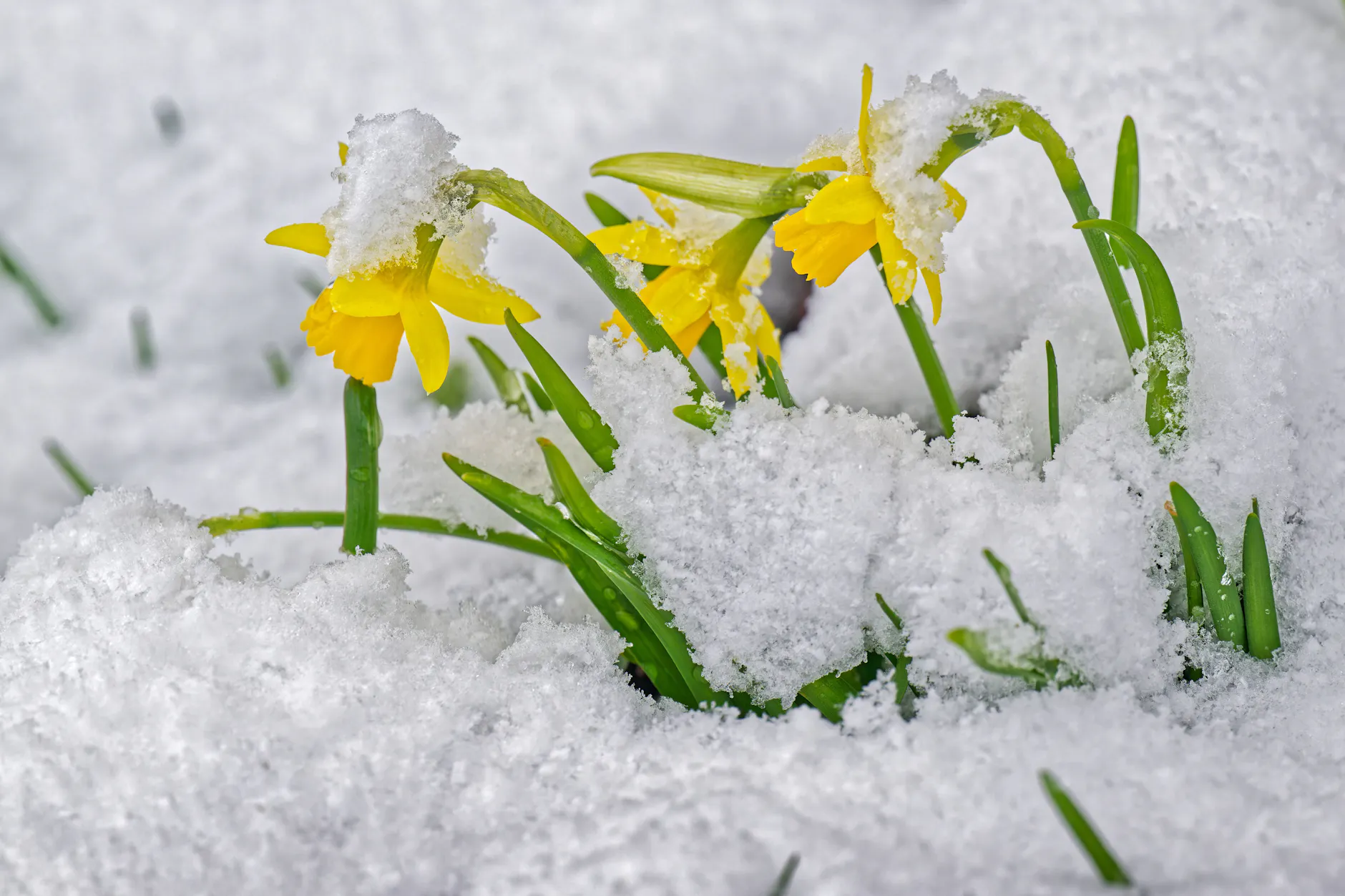 <a href="https://www.berliner-kurier.de/wetter/hitze-hammer-nach-ostern-jetzt-dreht-das-wetter-komplett-durch-li.10027801"></a><a href="https://www.berliner-kurier.de/wetter/regen-schnee-und-eiseskaelte-wetter-vor-ostern-wird-zum-tal-der-traenen-li.10027624">Schnee an Ostern? Bauernregeln versprechen dann einen heißen Sommer</a> – Experten sehen das deutlich kritischer.