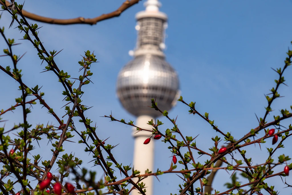 Warum dauert es denn so lange, bis die Bäume wieder grün sind?