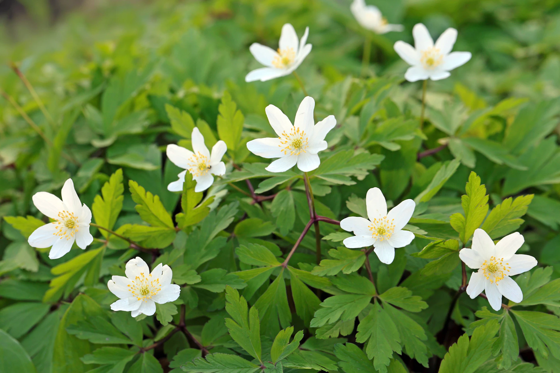 Buschwindröschen treiben weiße Blüten als Pollenlieferanten aus.